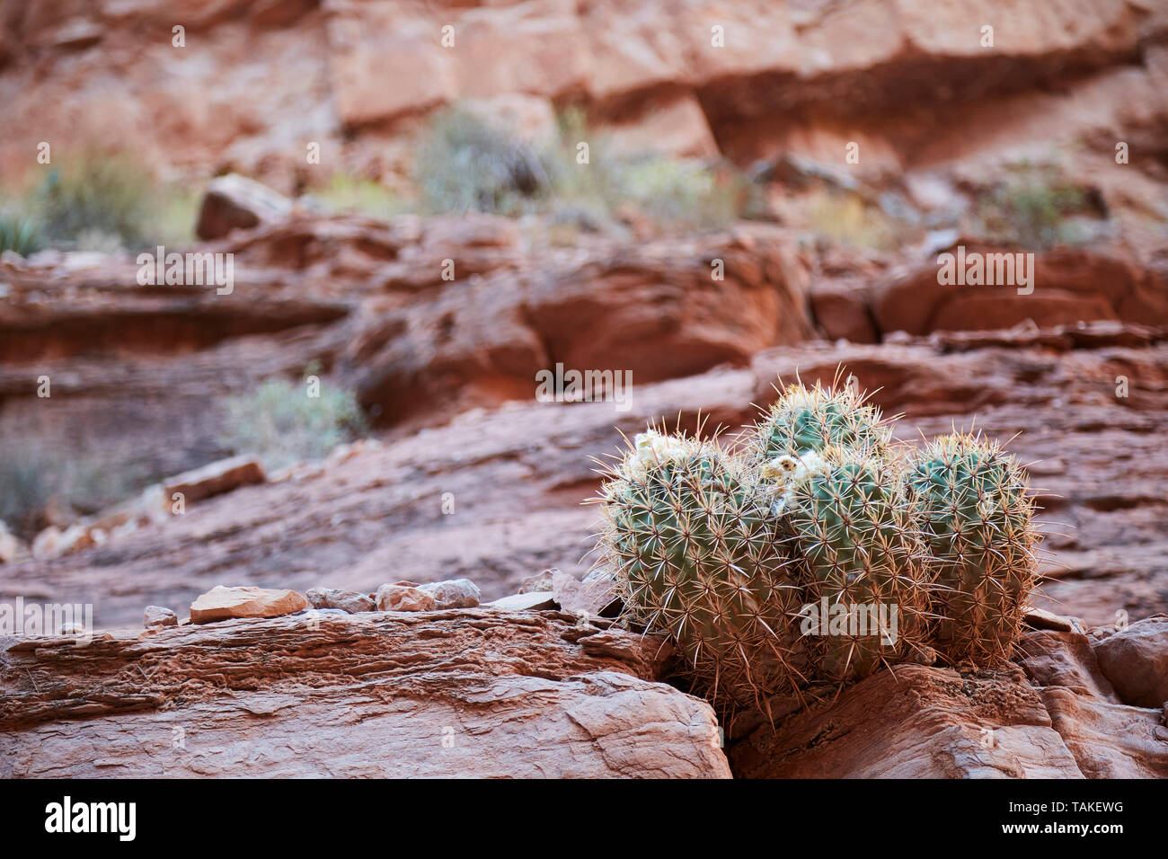 Small cactus grows from red rocks in Arizona desert. Stock Photo