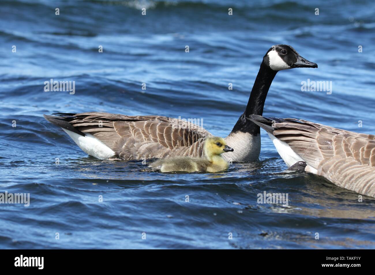 A Pair of Canada Geese Branta canadensis swimming on a blue lake with their young gosling Stock Photo