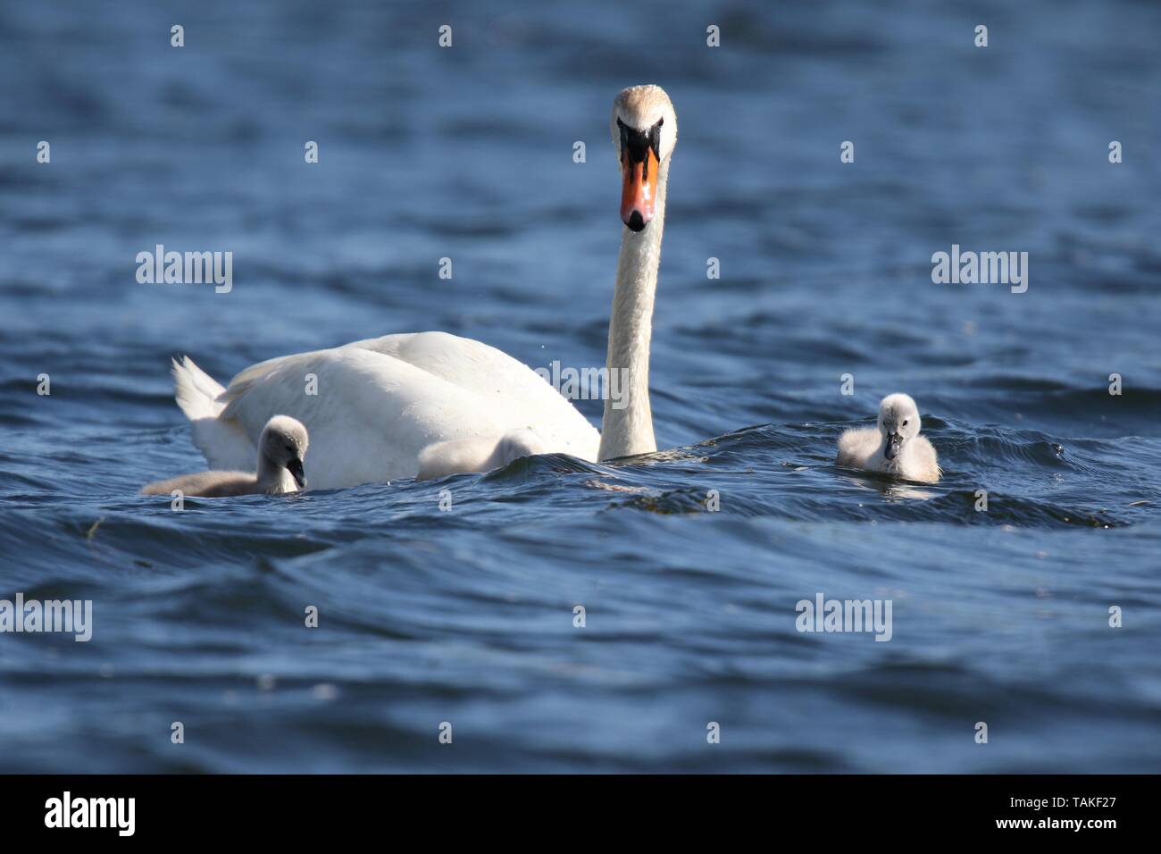 Family of mute swans Cygnus olor with cygnets swimming on a lake in Spring Stock Photo