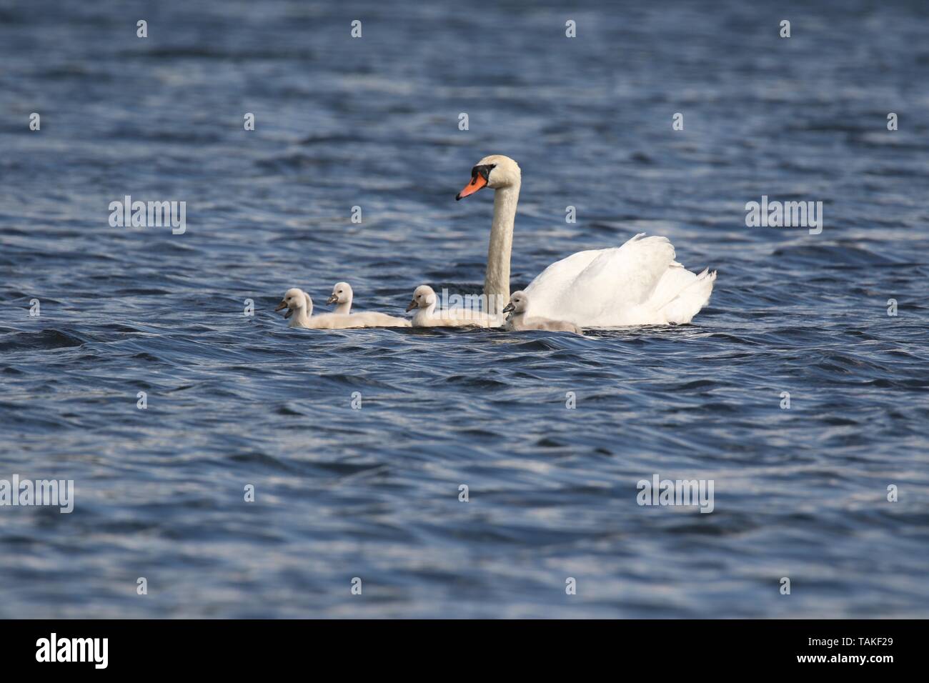 Family of mute swans Cygnus olor with cygnets swimming on a lake in Spring Stock Photo
