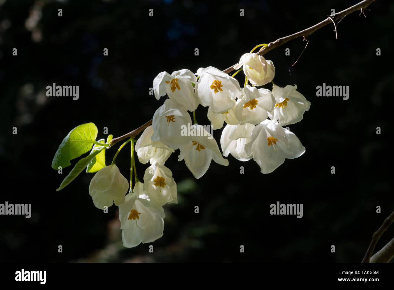Mountain Snowdrop Tree (Halesia monticola), flowers Stock Photo