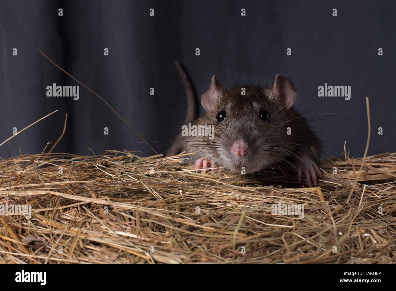 rat on a dark background Stock Photo