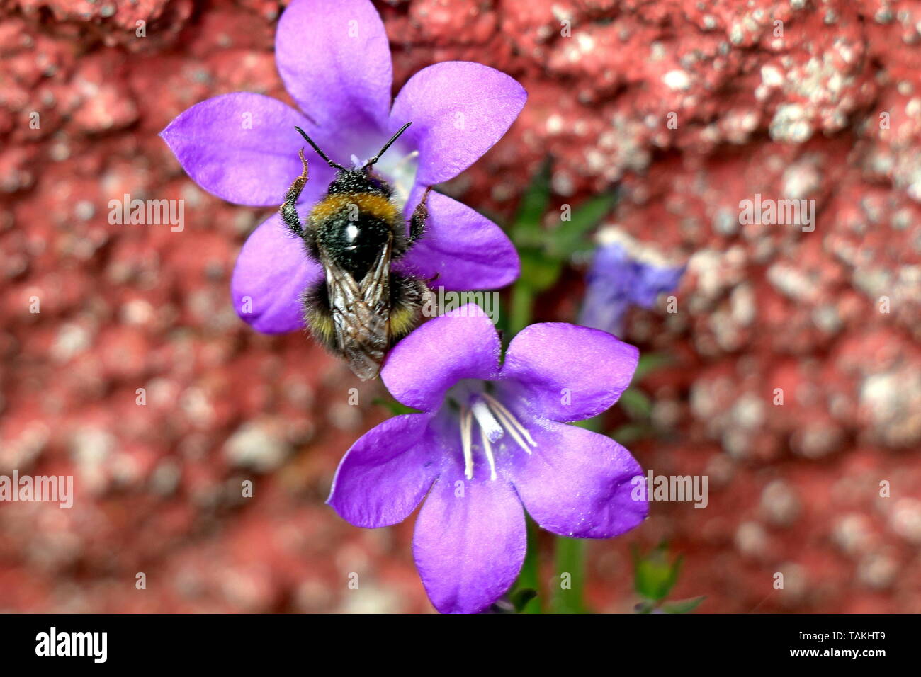 Bumble Bee, Bombus, on Campanula Portenschlagiana, dalmatian bellflower, or Campanula Muralis, with a mass of bell-shaped violet coloured blooms Stock Photo