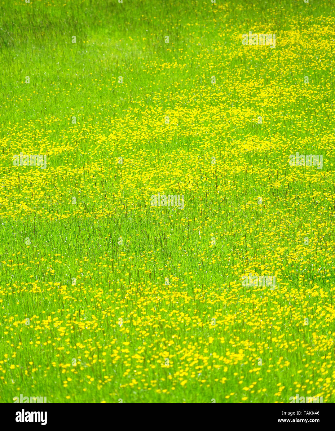 Buttercups in the water meadows near Stamford, Lincolnshire Stock Photo