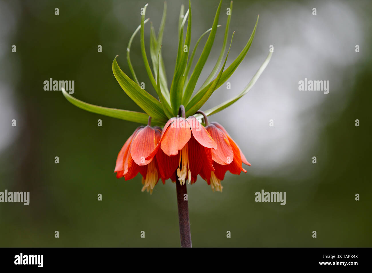 Beautiful lily Fritillaria imperialis blooming with red flowers in garden Stock Photo