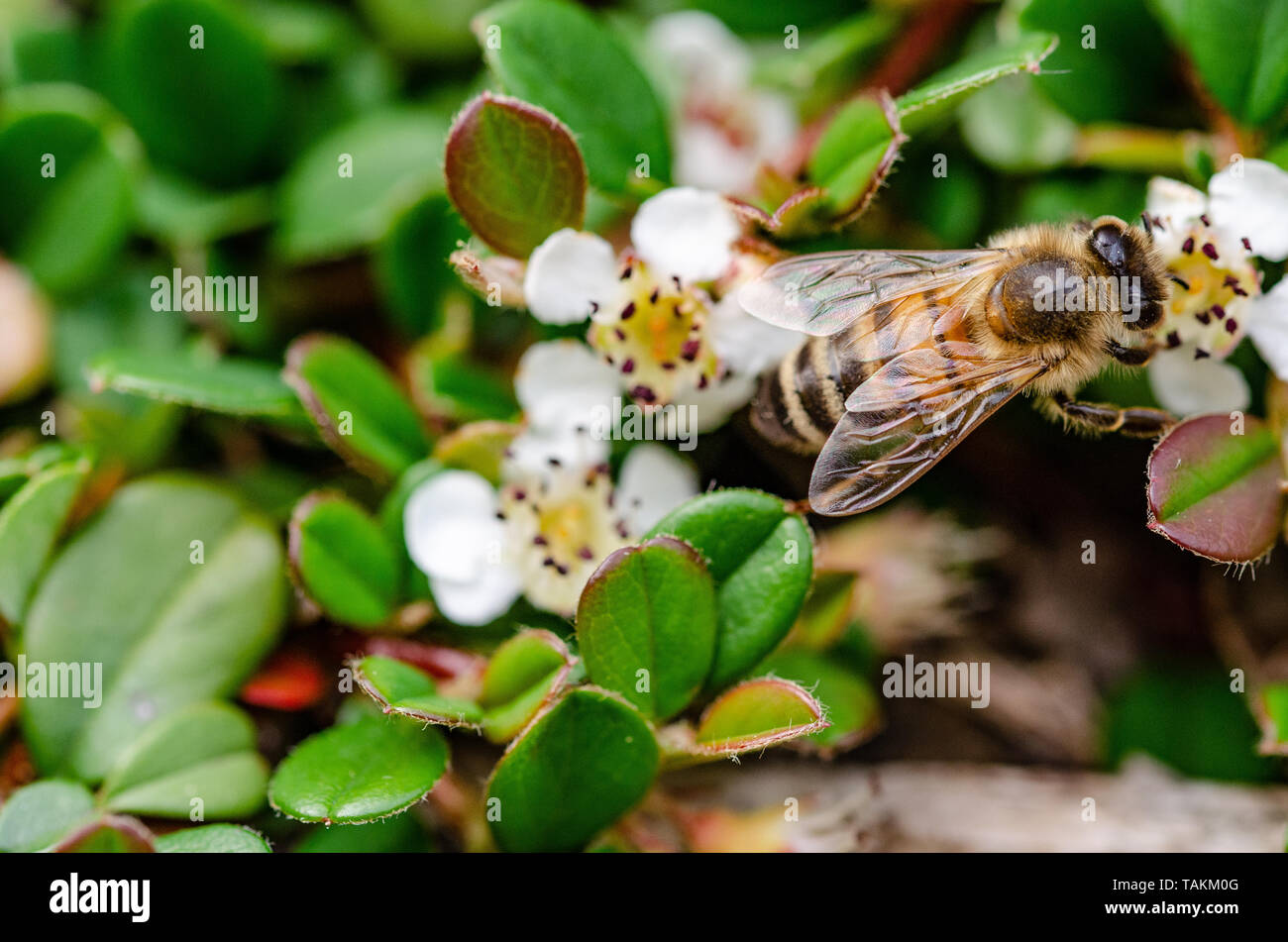 Fly close insect hi-res stock photography and images - Alamy