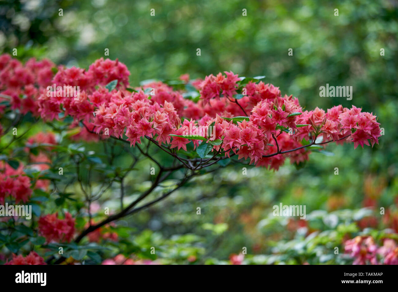 Pink rhodendron Norma blossom Stock Photo