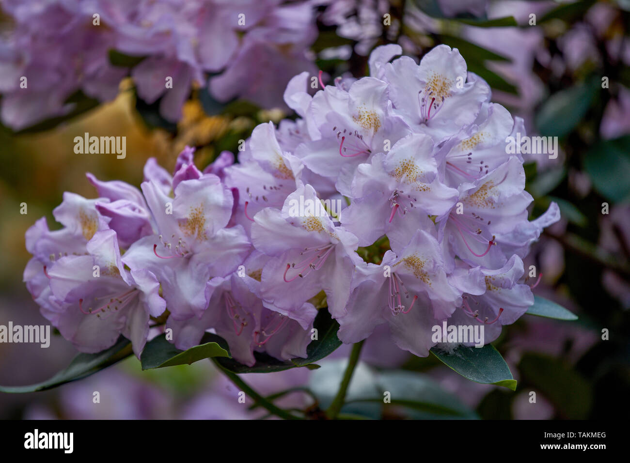 Pale purple rhododendron Allah blossom close up Stock Photo - Alamy