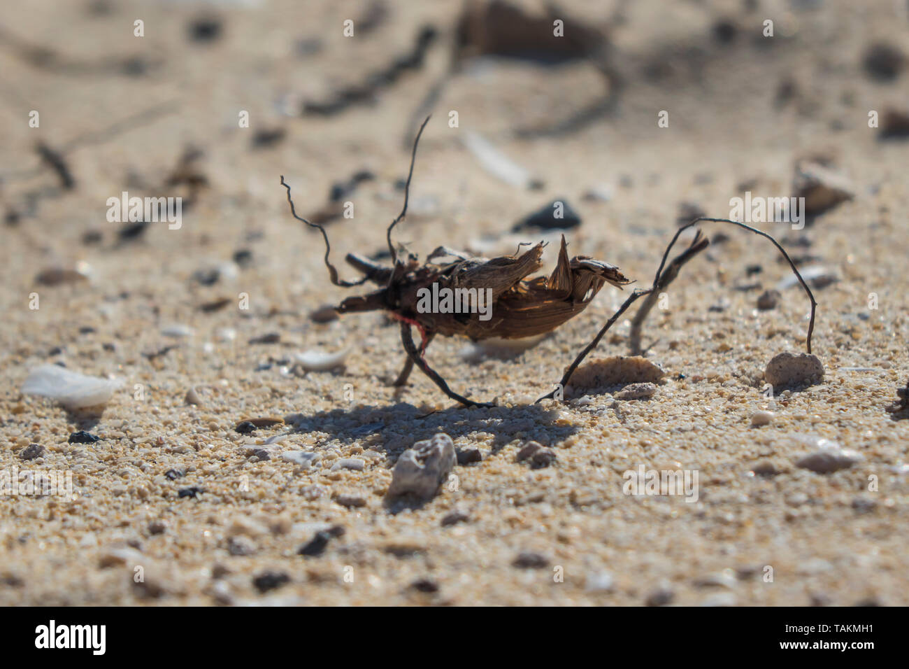 Interesting pictures of roots and sticks that look like insects in the ...