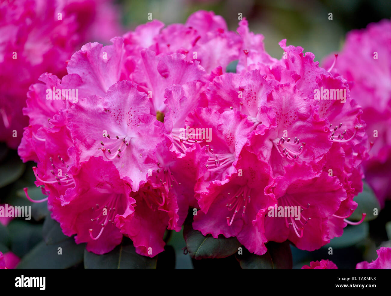 Pink Rhodododendron Germania flowers close up Stock Photo