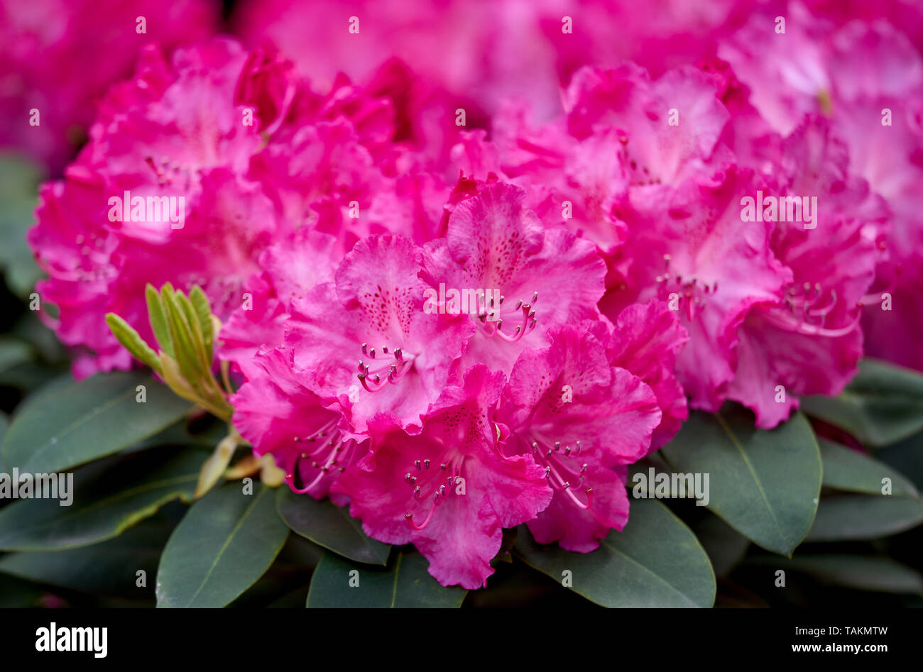 Pink Rhodododendron Germania flowers close up Stock Photo