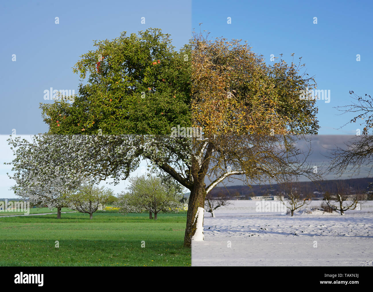 Apple tree spring summer autumn winter hires stock photography and