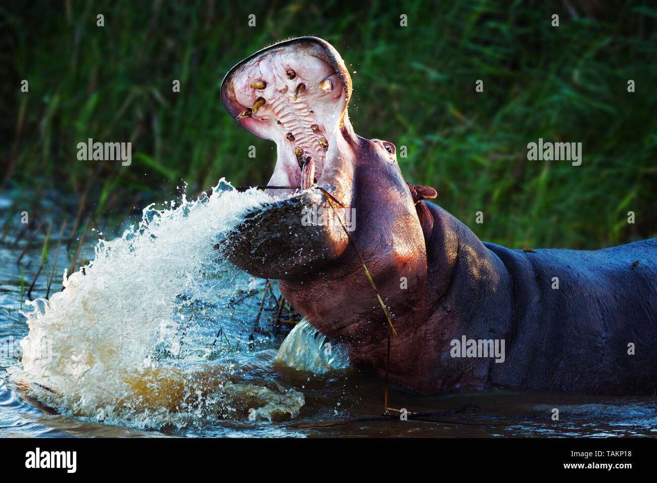 Angry hippopotamus displaying dominance with a wide open mouth while splashing water. Hippopotamus amphibius Stock Photo