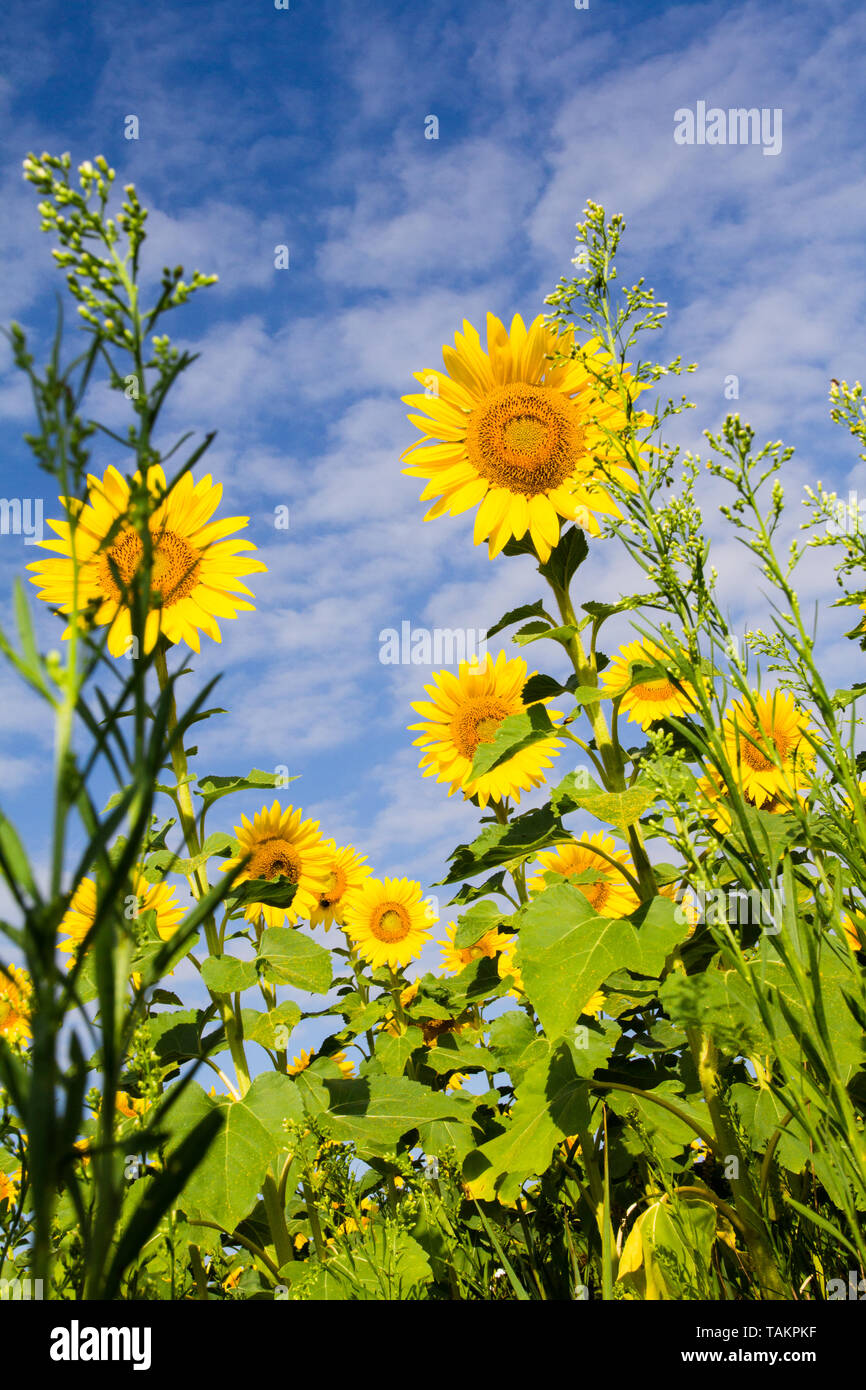 Field of sunflowers against blue sky and white clouds Stock Photo - Alamy