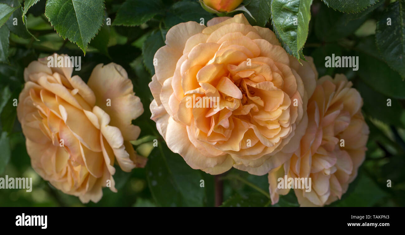 Blooming yellow rose in the garden on a sunny day. Stock Photo
