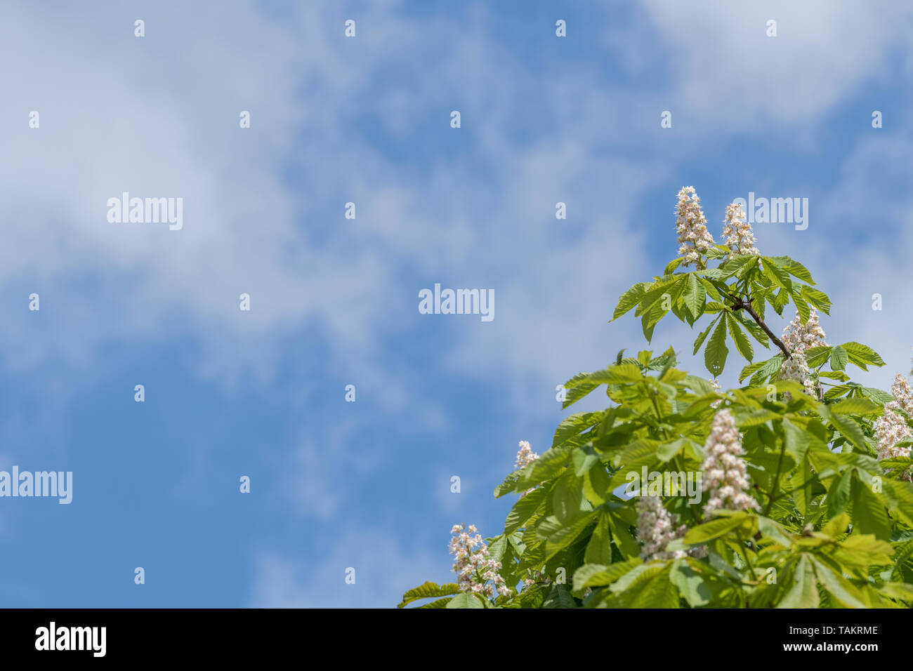 Flowering Horse Chestnut / Aesculus hippocastanum in Spring sunshine, set against blue sky. Once used as a medicinal plant in herbal remedies. Stock Photo