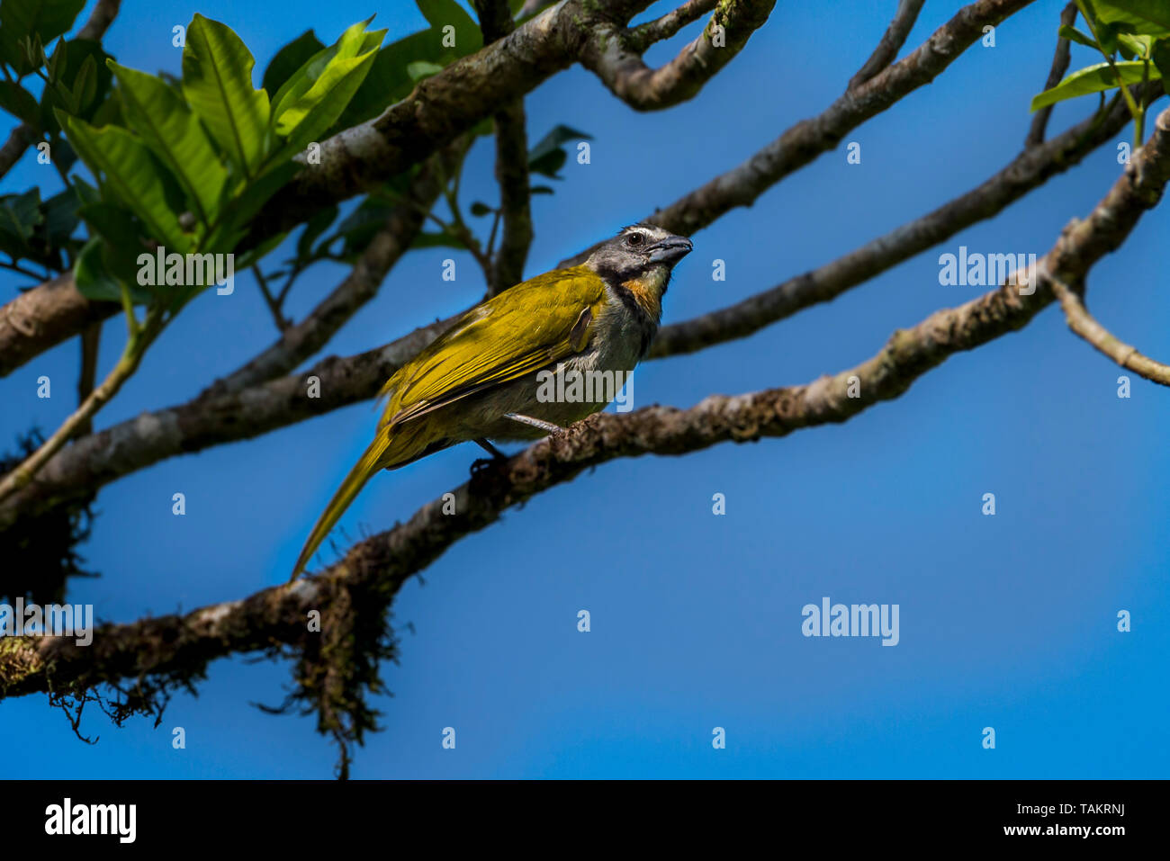 Buff-throated Saltator bird image taken in Panama Stock Photo