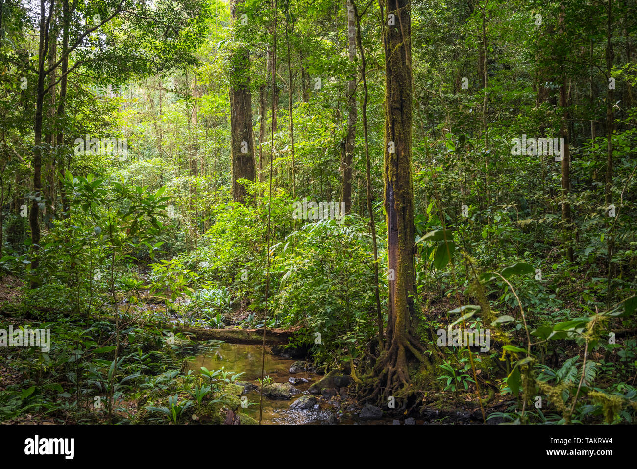 Cloud forest or rain forest scene from Panama Stock Photo