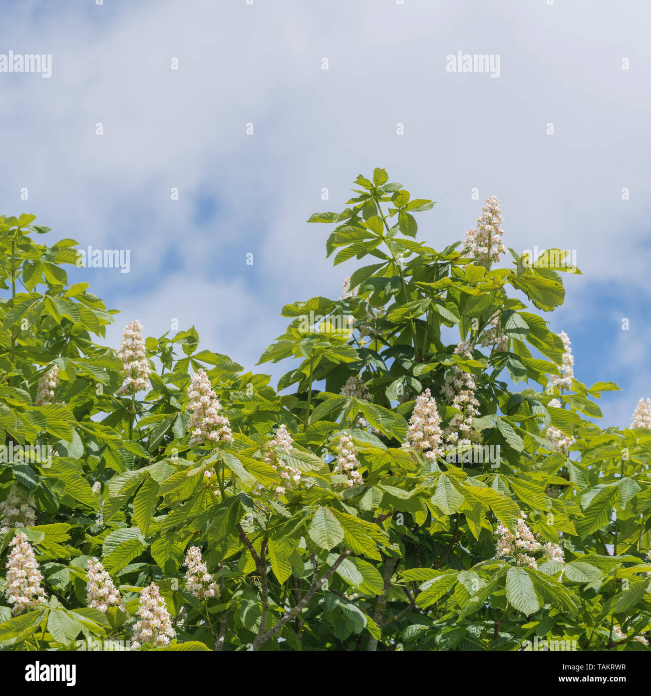 Flowering Horse Chestnut / Aesculus hippocastanum in Spring sunshine, set against blue sky. Once used as a medicinal plant in herbal remedies. Stock Photo