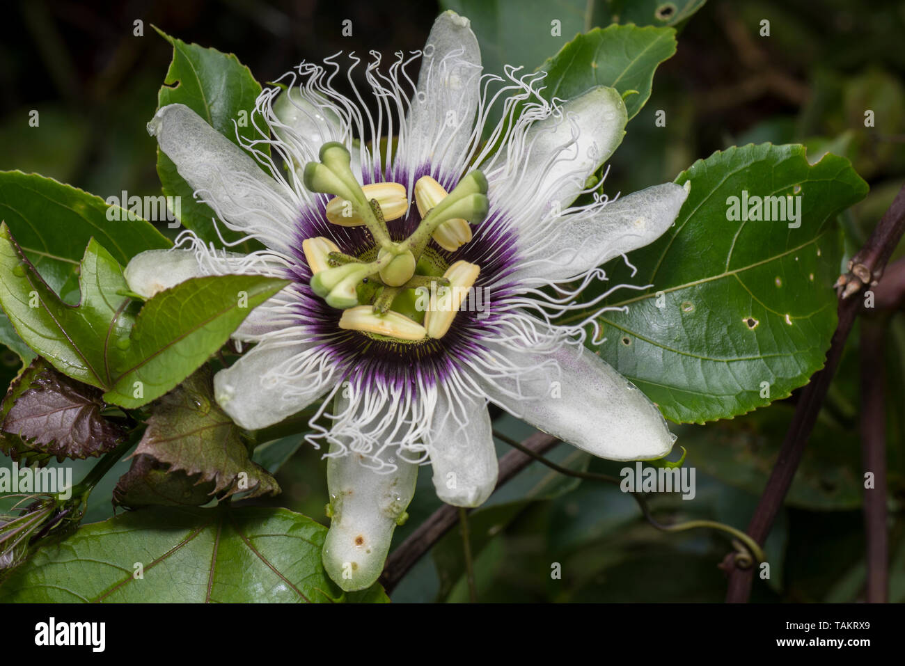 Passiflora edulis flower a vine species of passion flower Maracuya fruit Stock Photo