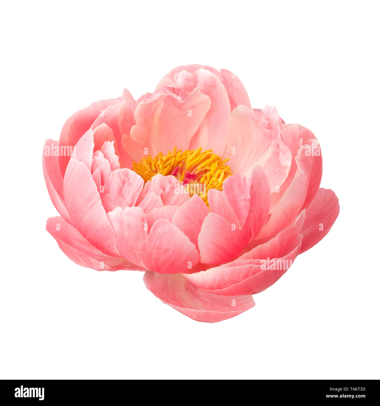 beautiful pink peony flower isolated on white background Stock Photo ...