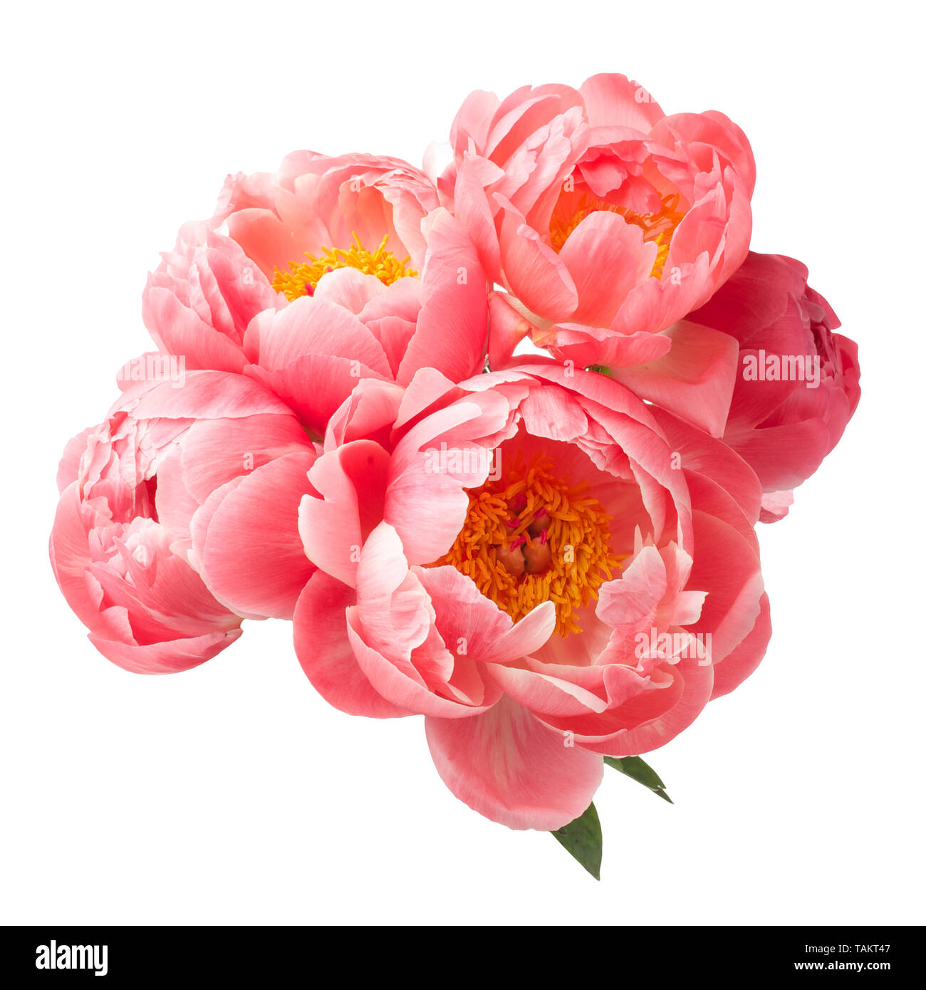 beautiful pink peonies flowers isolated on white background Stock Photo ...
