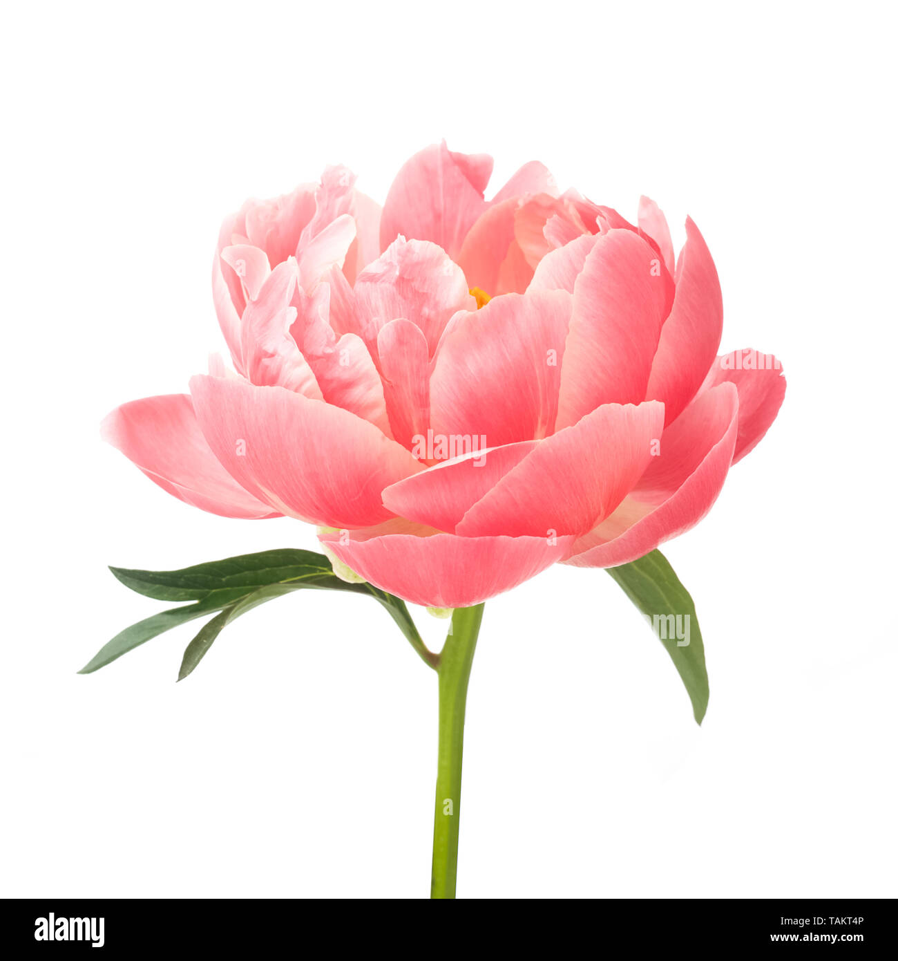 beautiful pink peony flower isolated on white background Stock Photo ...
