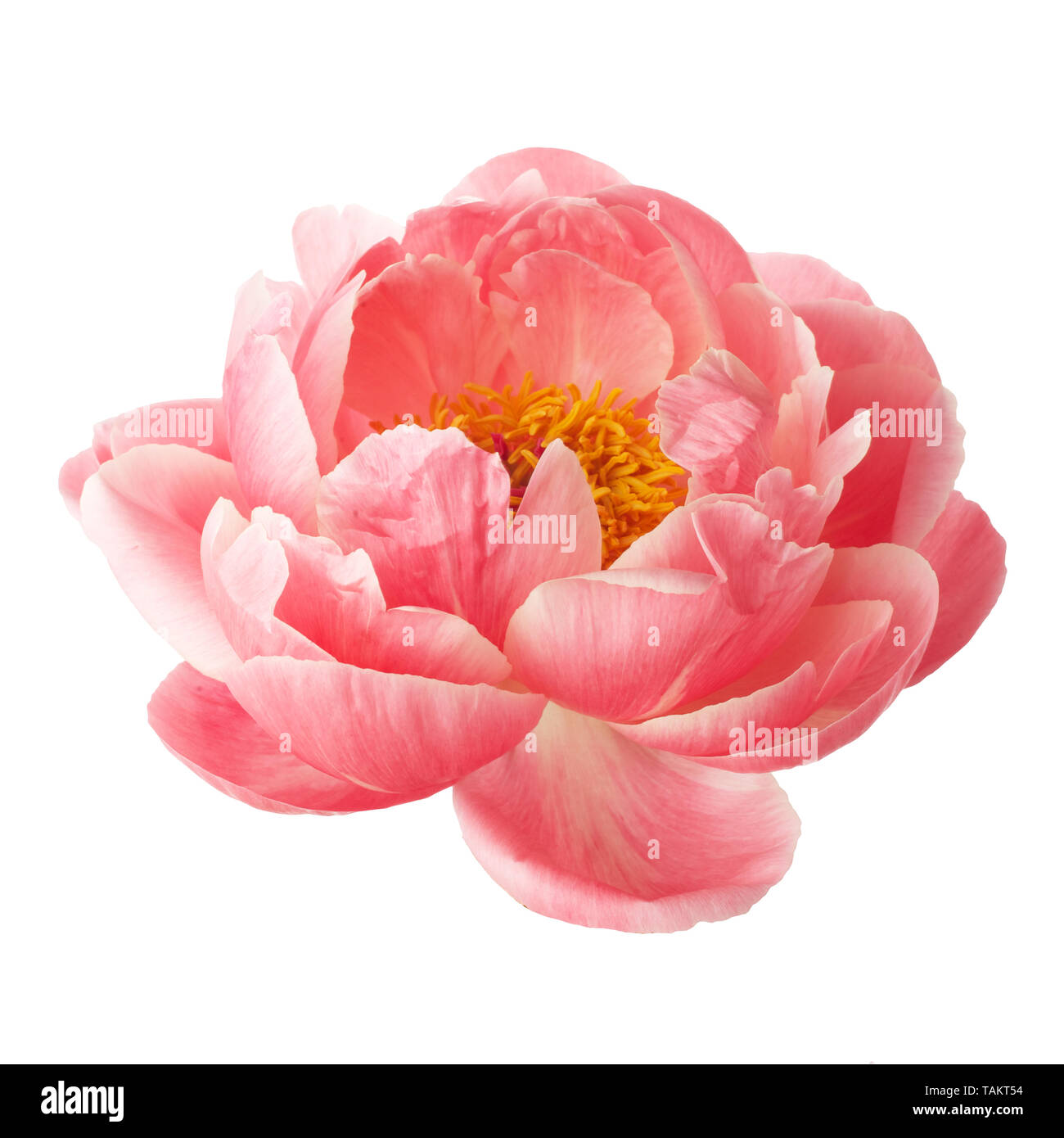 beautiful pink peony flower isolated on white background Stock Photo ...