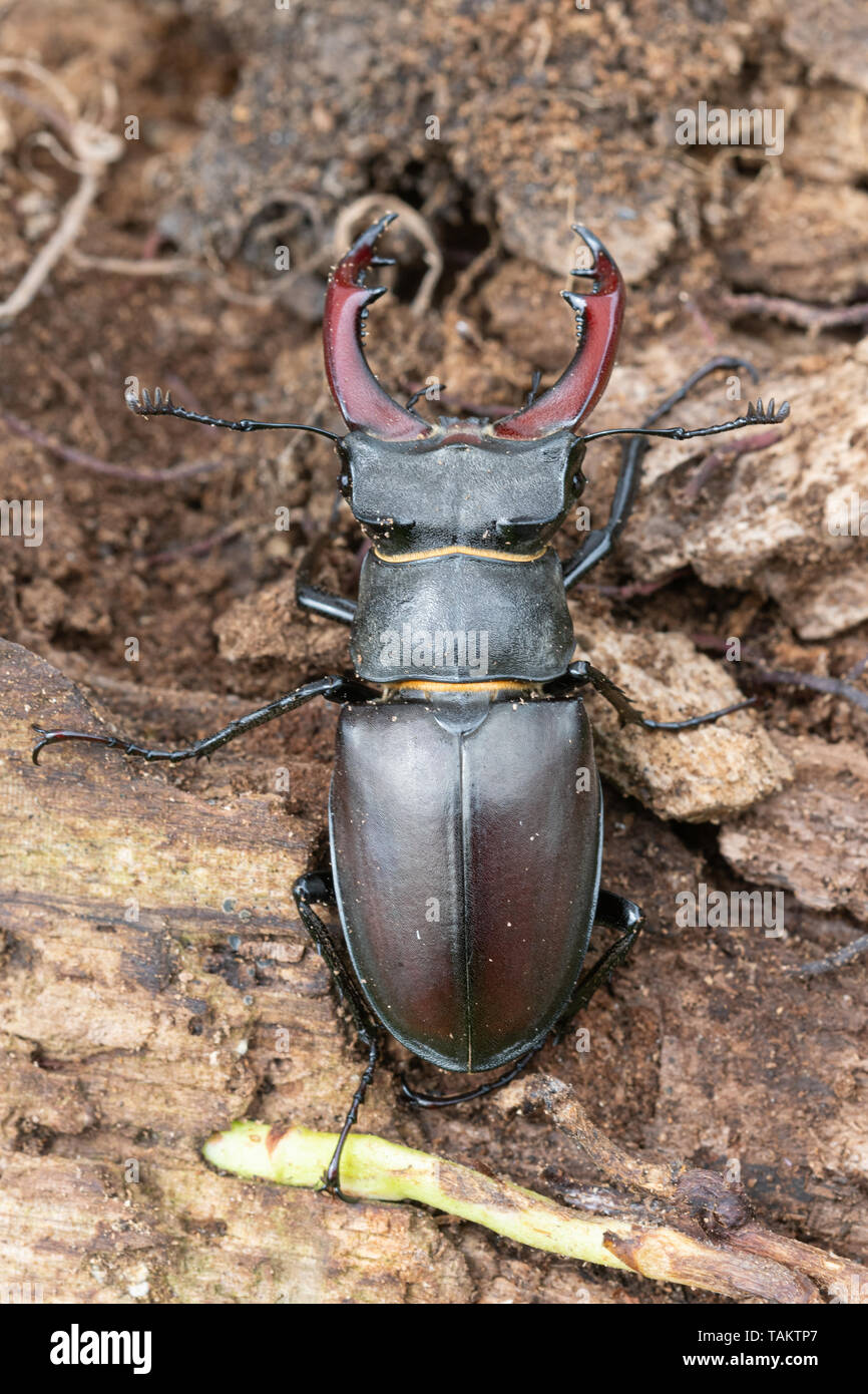 Male stag beetle (Lucanus cervus) on rotting wood, UK Stock Photo