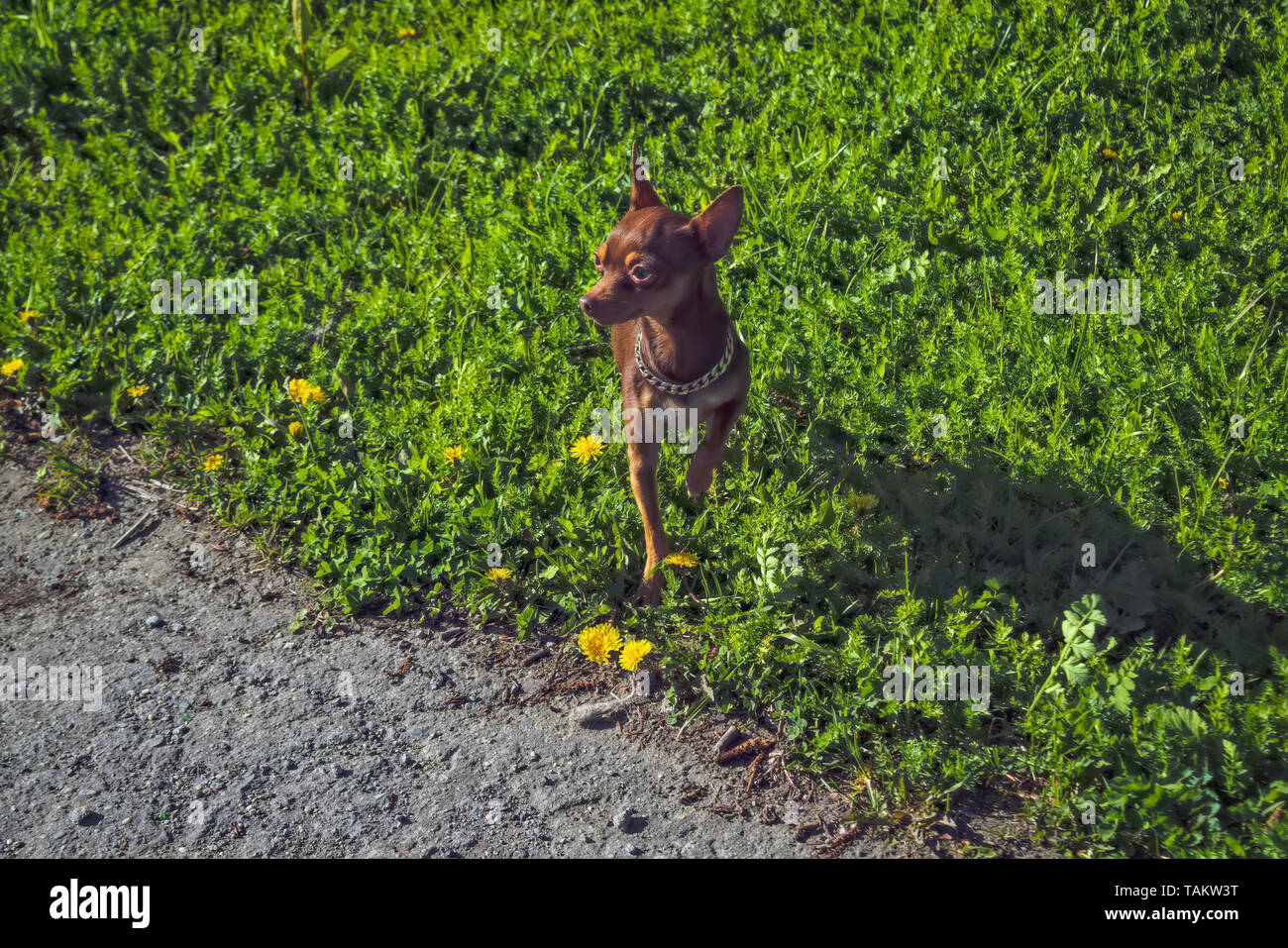 A small dog of brown color of the breed Prague Ratter on a walk in the park. Stock Photo