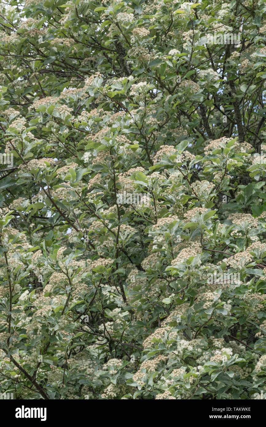 Leaves foliage & white flowers blossom of Whitebeam / Sorbus aria (tho. may be a variety). Medicinal plant Whitebeam once used in herbal remedies. Stock Photo