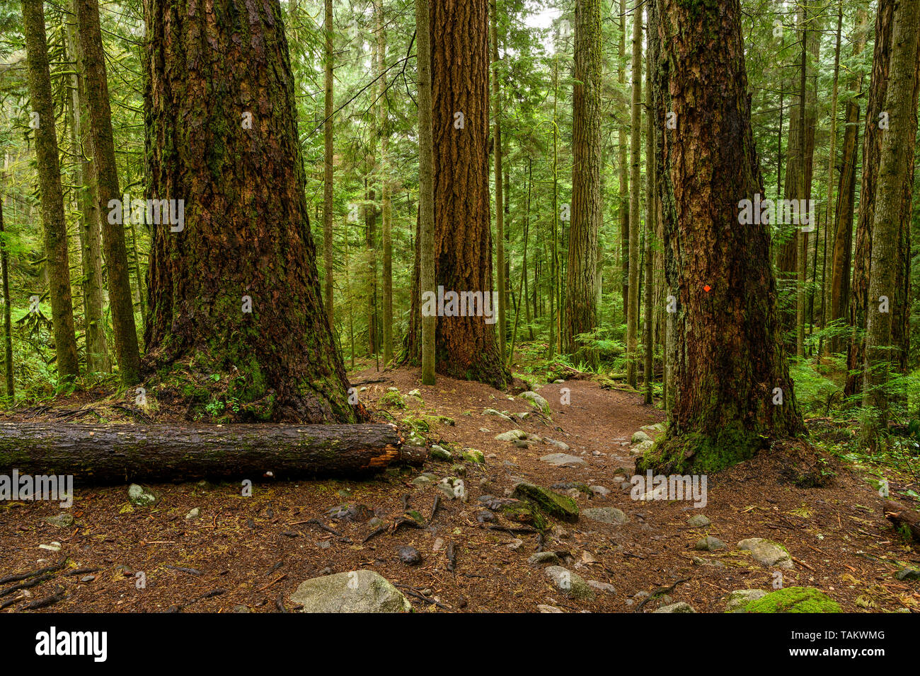 Giant Douglas fir and western red cedar trees covered in a dark rainforest. Cypress Falls Park, West Vancouver, British Columbia, Canada Stock Photo