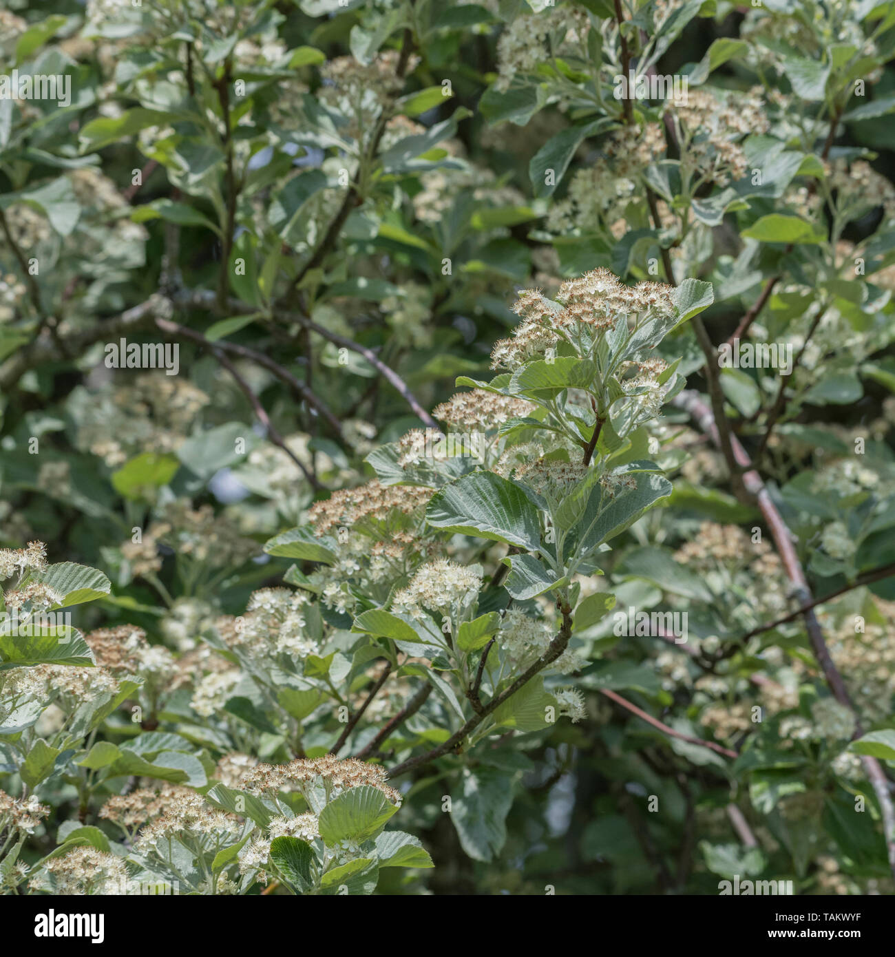 Leaves foliage & white flowers blossom of Whitebeam / Sorbus aria (tho. may be a variety). Medicinal plant Whitebeam once used in herbal remedies. Stock Photo