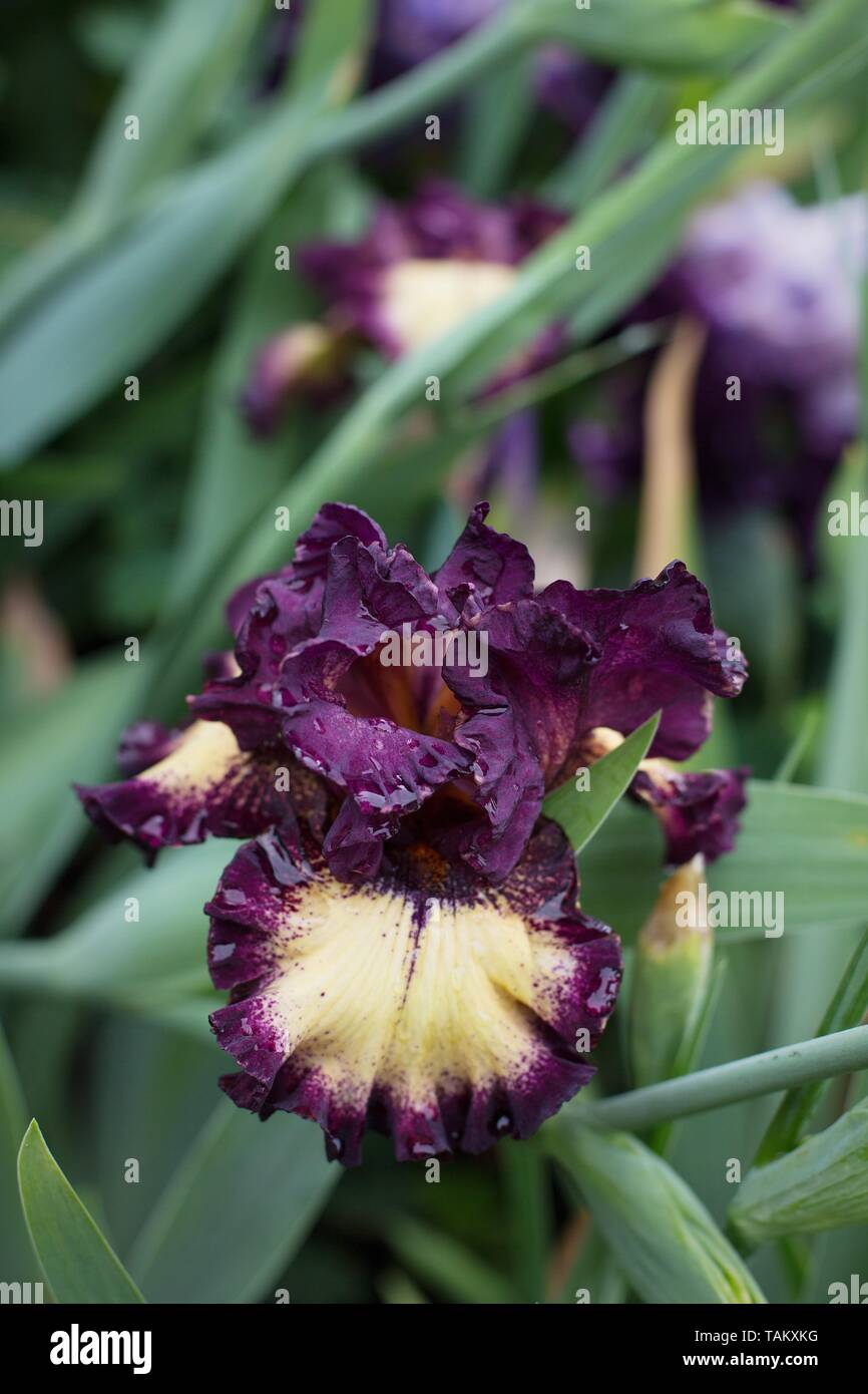 Iris "Blood Moon" at Schreiner's Iris Gardens in Salem, Oregon, USA