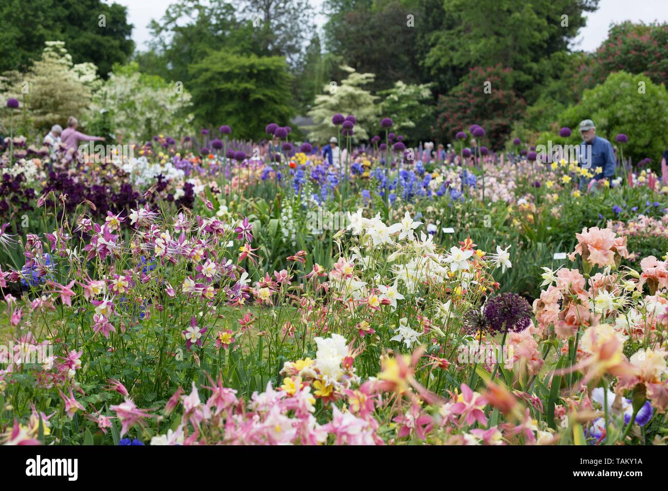 Schreiner's Iris Gardens in Salem, Oregon, USA Stock Photo Alamy