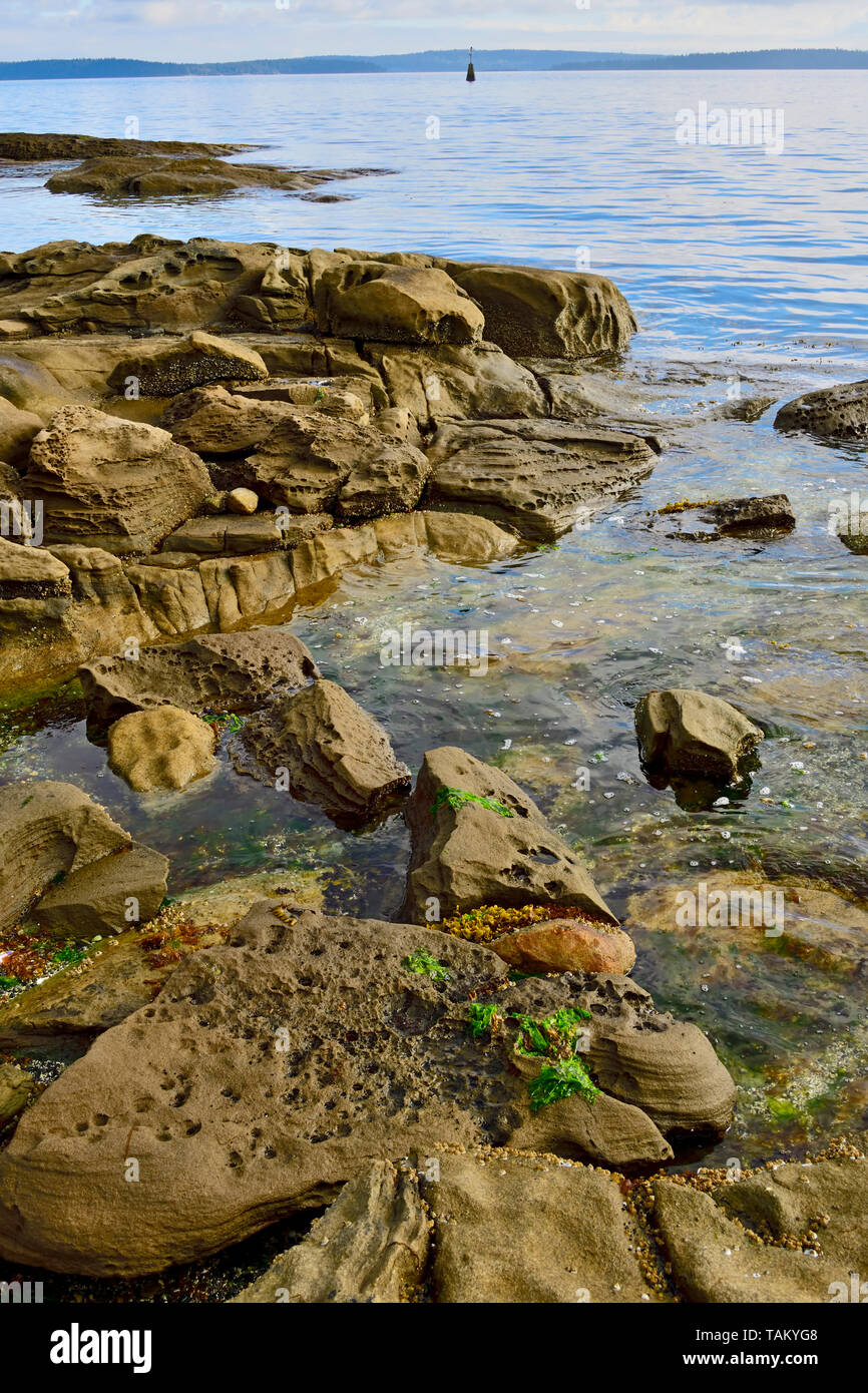 A vertical landscape of a rocky shore along the coast of Vancouver Island on the Strait of Georgia in British Columbia Canada Stock Photo