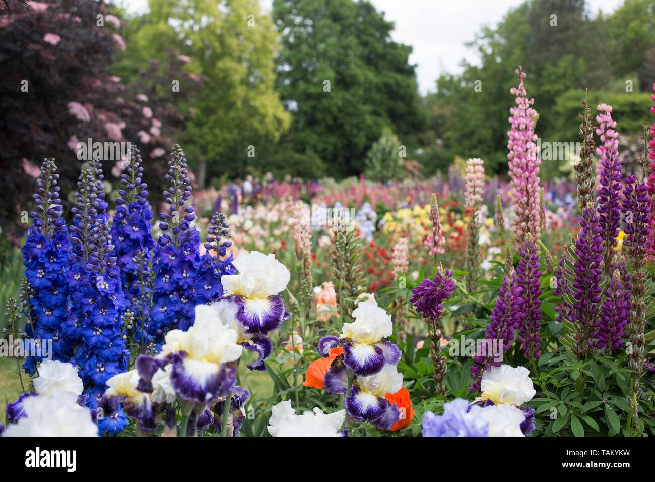 Schreiner's Iris Gardens in Salem, Oregon, USA Stock Photo Alamy