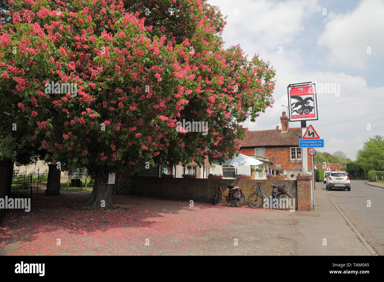 The Flying Horse pub at Smarden, Kent, beside a flowering red Horse Chestnut Tree, Aescalus Carnea, England, UK Stock Photo