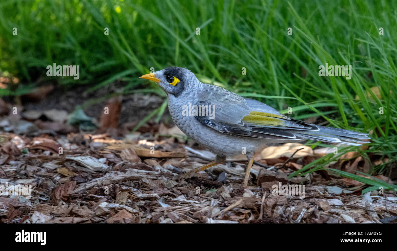 Noisy Miner (Manorina melanocephala) Stock Photo