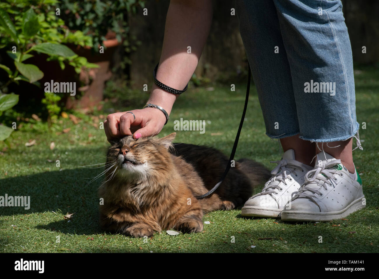 A munchkin cat on a lead is taken for a walk outside by its owner Stock Photo