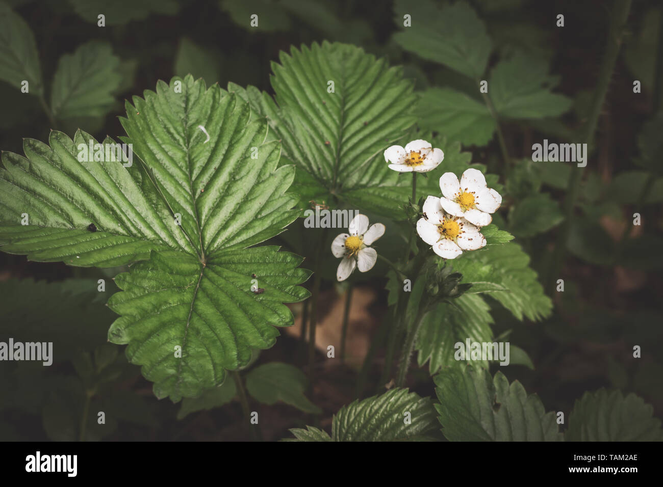 Wild strawberries growing in the forest with blooming flowers Stock ...