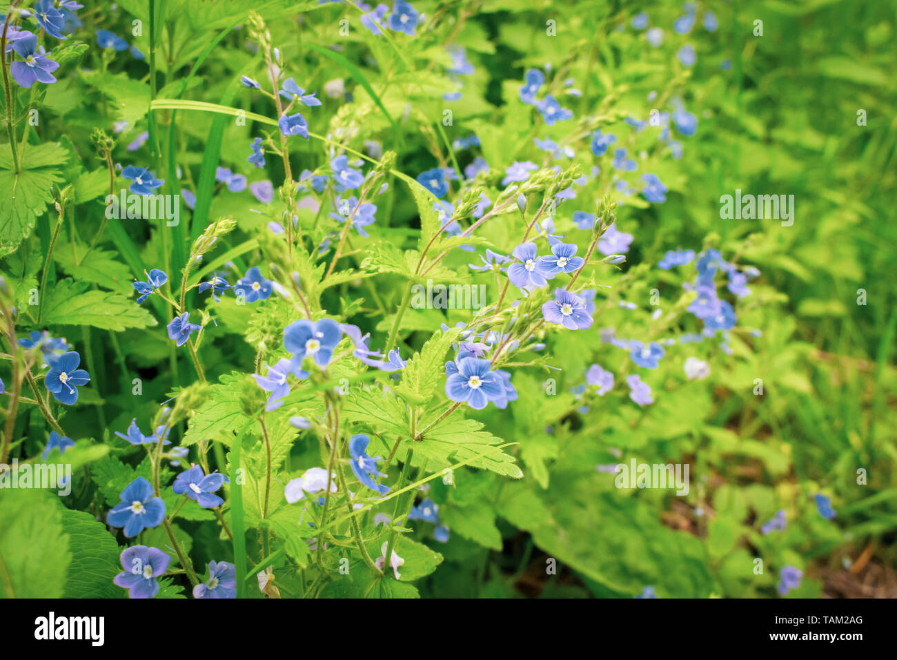 Wild violet flowers growing in the forest on a sunny springtime day Stock Photo