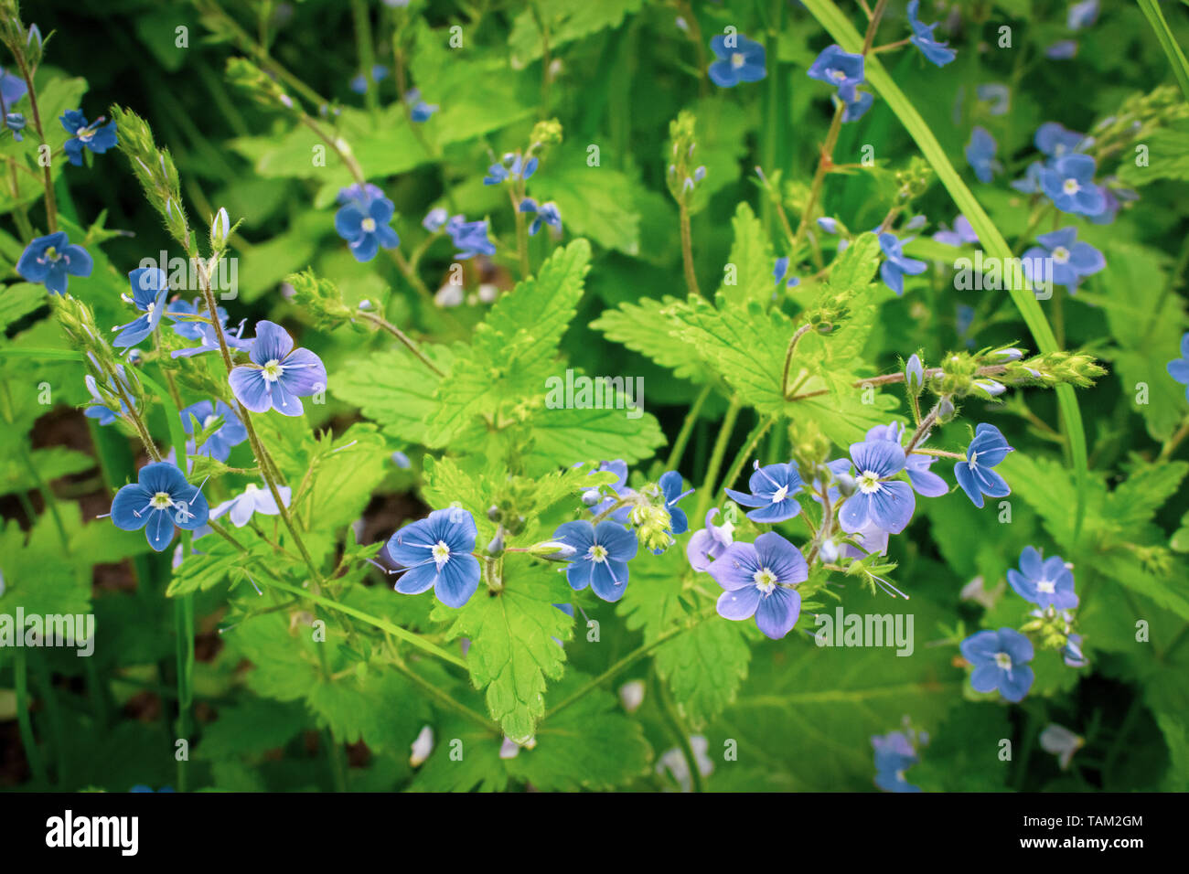 Wild violet flowers growing in the forest on a sunny springtime day Stock Photo