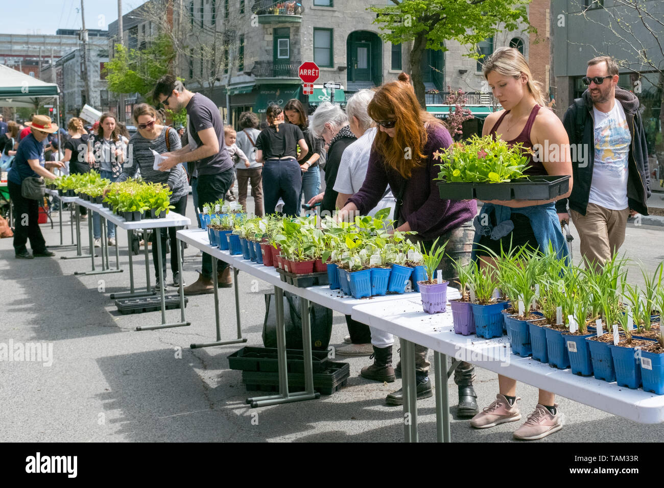 Free distribution of flowers and plants to the residents of the Mile End . A green and inclusive initiative renewed every year in Montreal different neighbourhoods Stock Photo