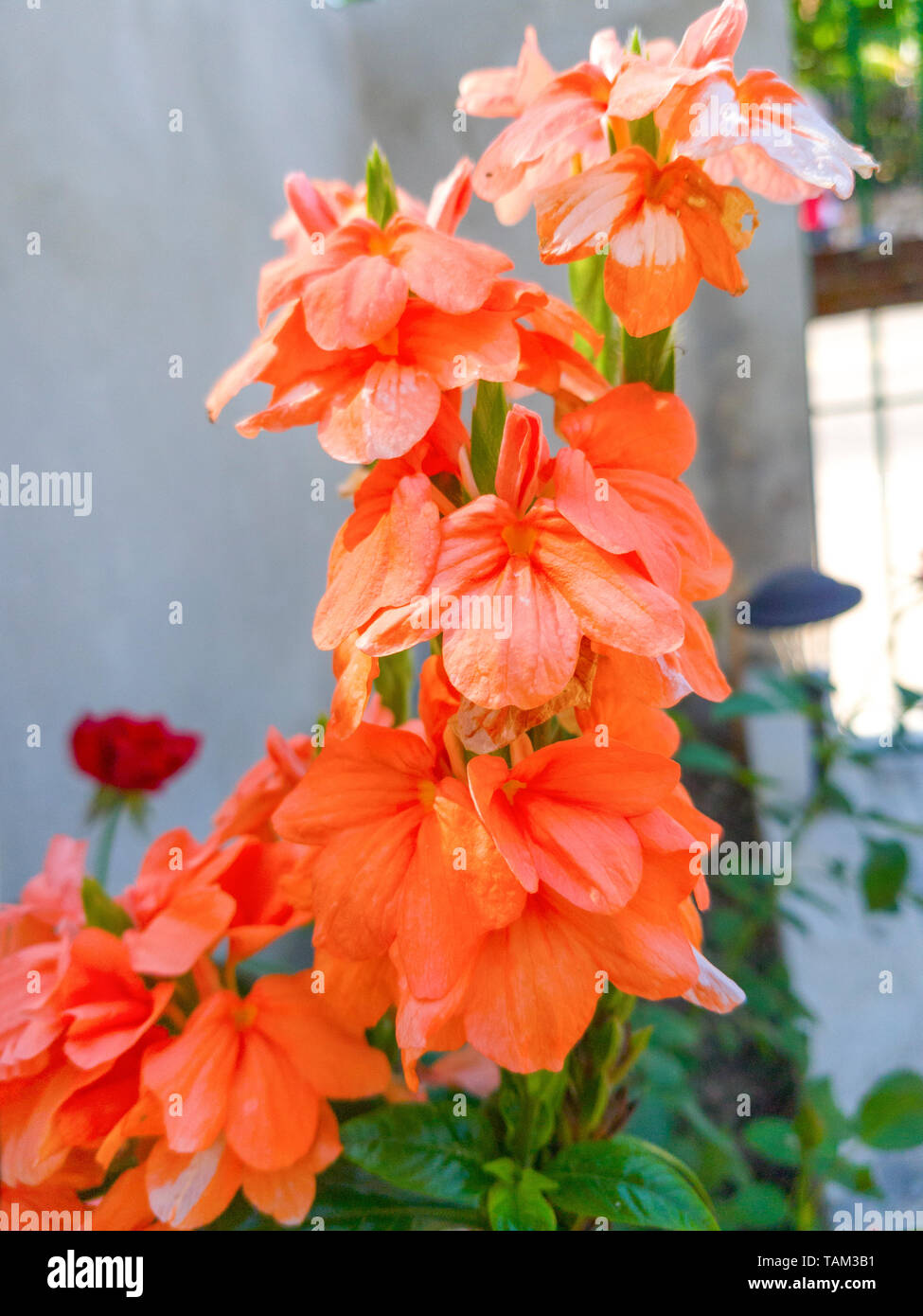 orange begonia with gray background Stock Photo