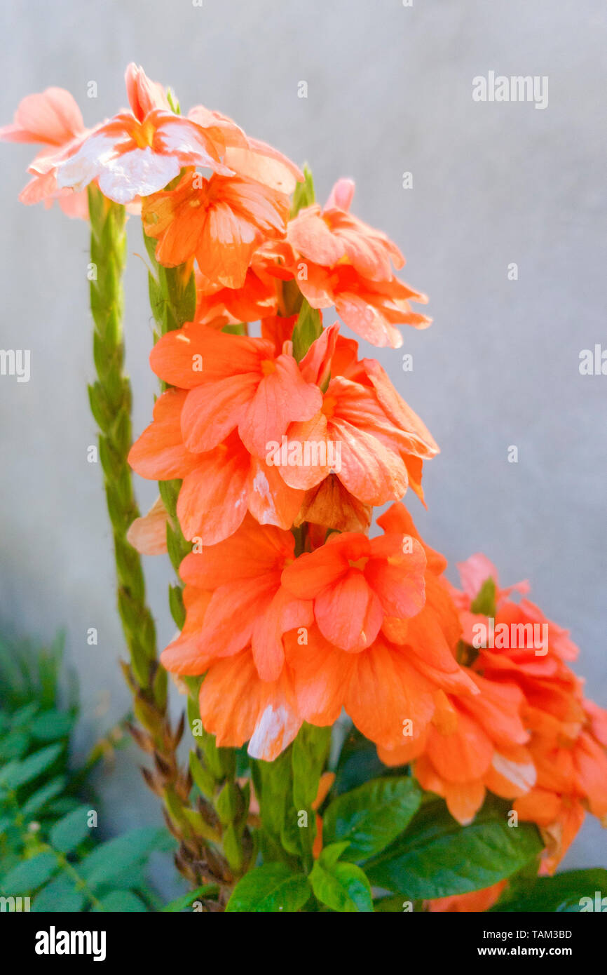 orange begonia with gray background Stock Photo