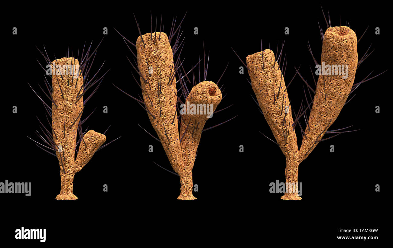 Pirania, sponge species from the Middle Cambrian Burgess Shale, isolated on black background (3d paleoart illustration) Stock Photo