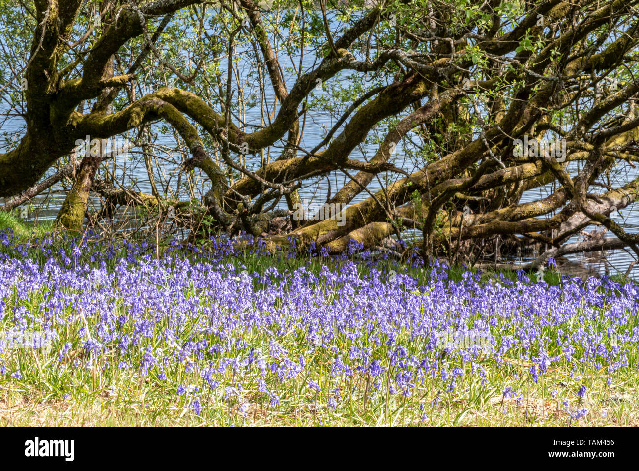 Bluebells at Fernworthy reservoir, Dartmoor, Devon, UK Stock Photo