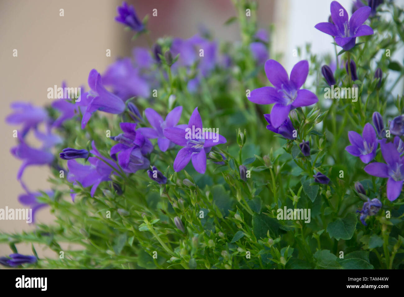Blooming potted Campanula muralis flowers on a shelf in a flower shop, campanula americana blossom, or violet bellflowers for garden and decoration Stock Photo