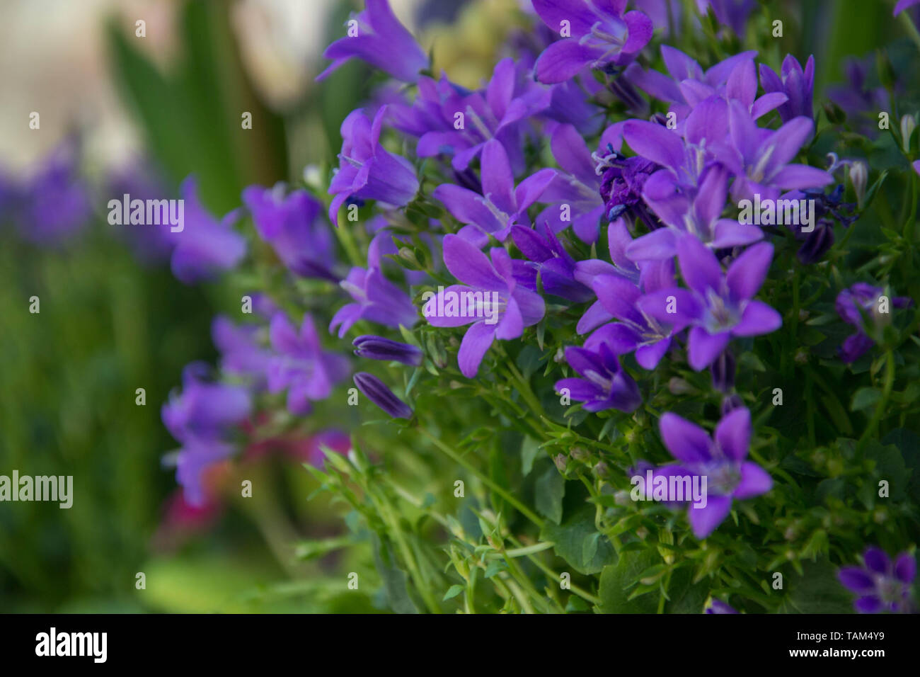 Blooming potted Campanula muralis flowers on a shelf in a flower shop, campanula americana blossom, or violet bellflowers for garden and decoration Stock Photo